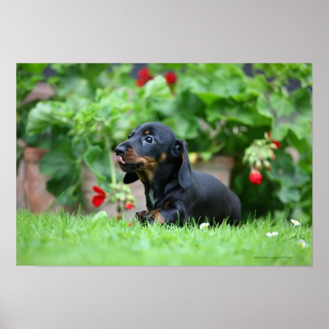 Pôster Miniatura lisa Dachshund 1 (Frente)