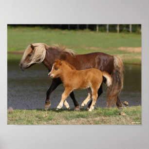 Poster Miniatura Mare e Foal Andando pelo lago