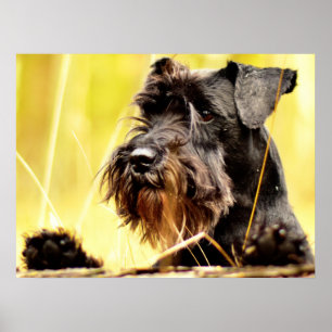 Poster Miniatura-schnauzer