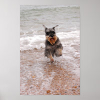 Miniatura Schnauzer no Mar