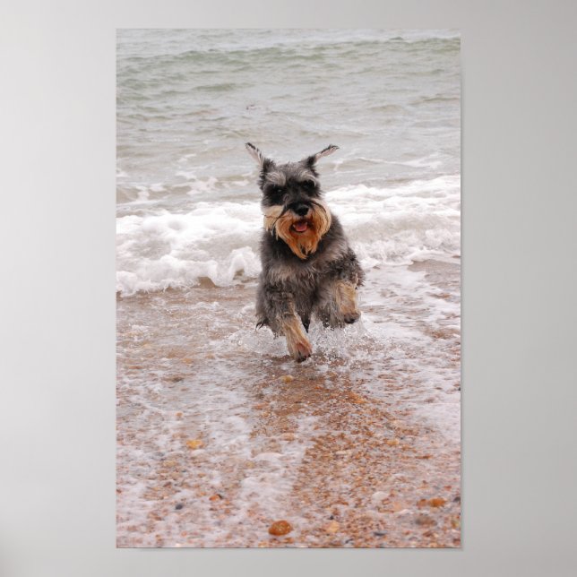 Poster Miniatura Schnauzer no Mar (Frente)
