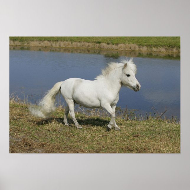 Pôster Miniature Horse Running Near Water (Frente)