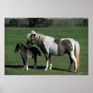 Poster Miniature Mare & Foal Standing