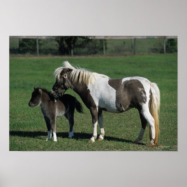 Poster Miniature Mare & Foal Standing (Frente)