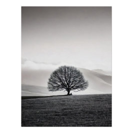 Pôster Minimalist Solitary Tree Landscape | Black & White