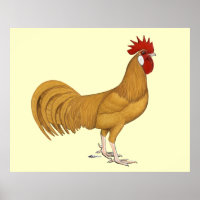 Minorca: Buff Rooster