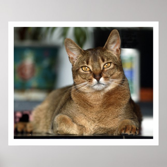 Pôster Minu - Minu (Frente)