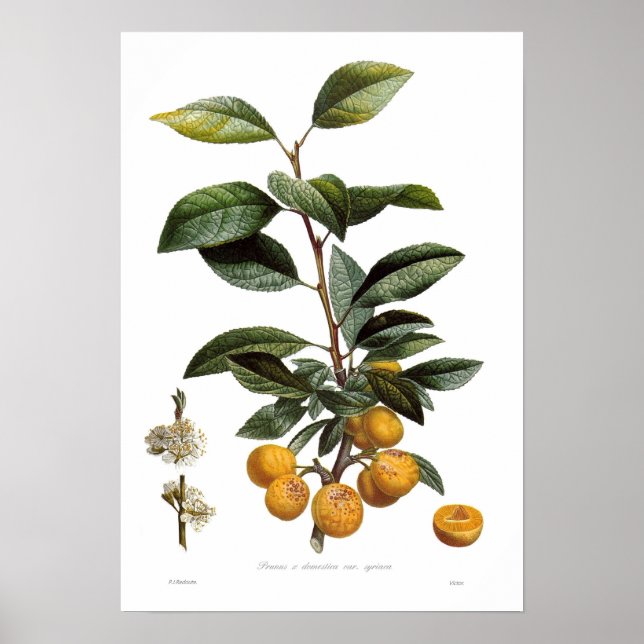 Poster Mirabelle plum (Prunus x domestica var. syriaca) (Frente)