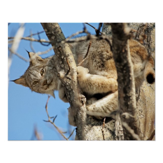 Pôster Mischievous Lynx (Frente)