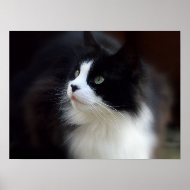 Pôster Miss Fluffy (Frente)