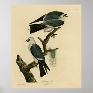 Poster Mississípi das Aves da América de Audubon