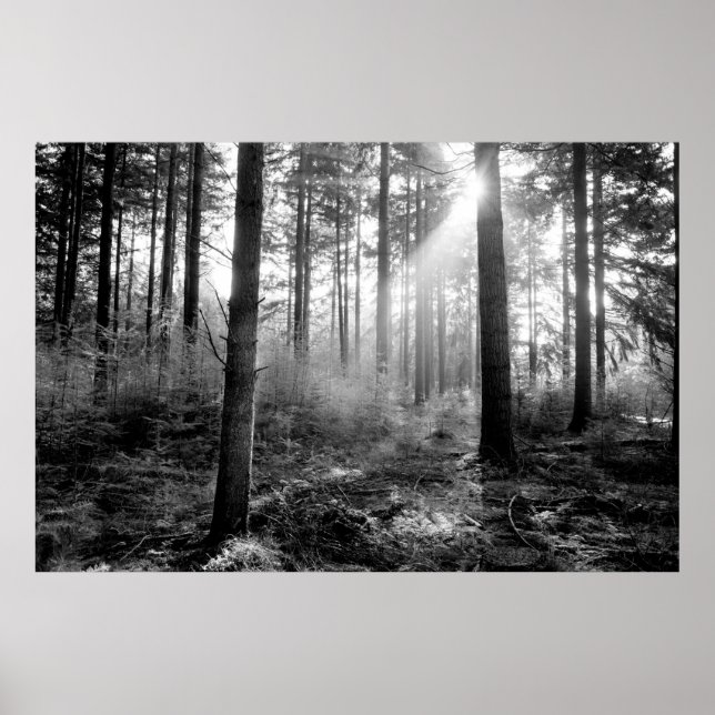 poster místico florestal (Frente)