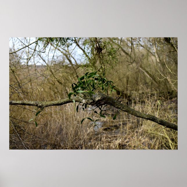 Poster Mistletoe (Frente)