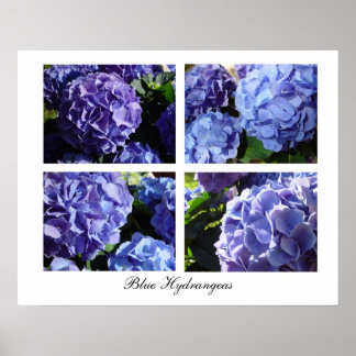 Poster Mistura de Hydrangea azul, Hydrangeas azuis
