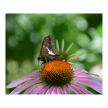 MISTURANDO COM O CARTAZ