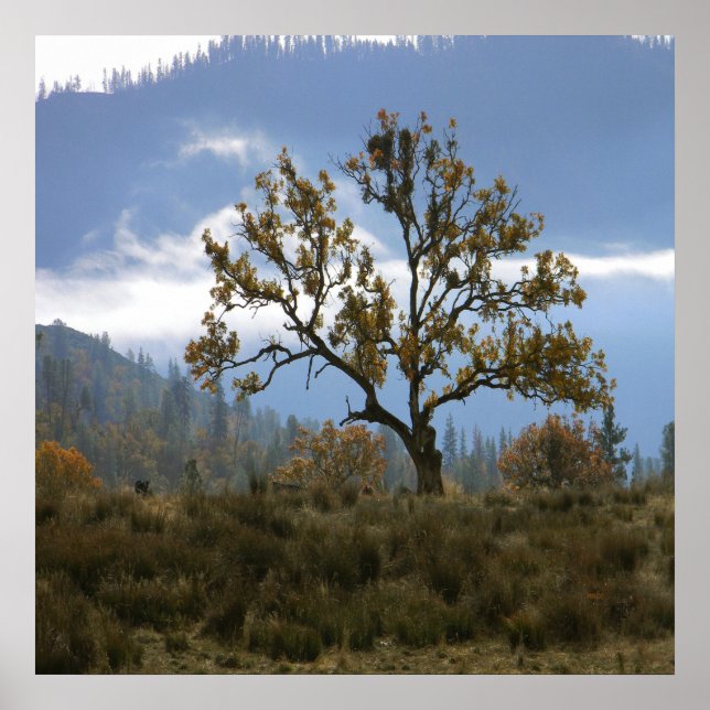 Poster Misturando nevoeiro no vale... (Frente)