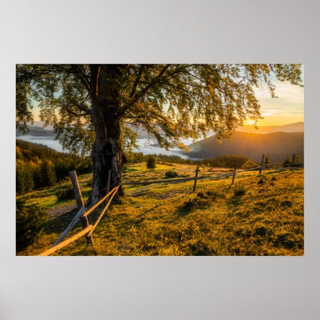 Poster Misty Dawn em uma Floresta (Frente)