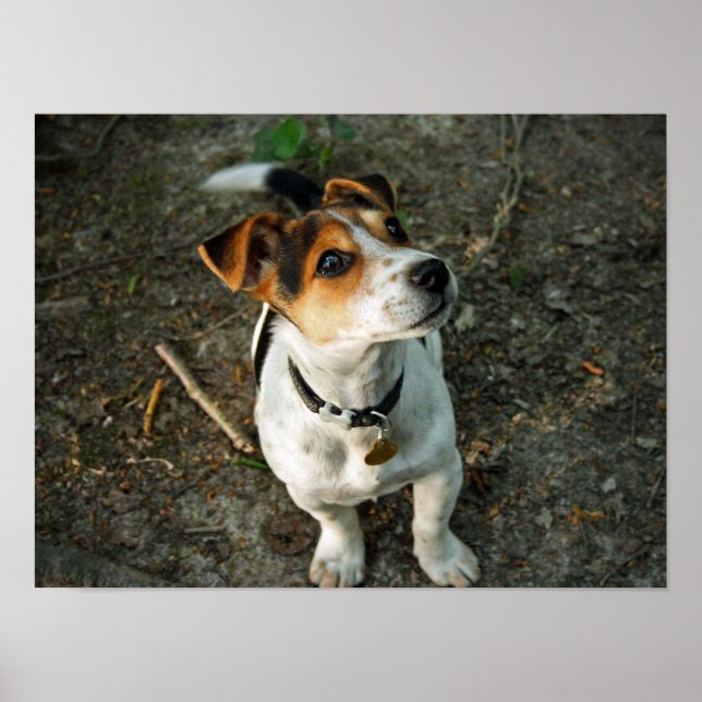 Pôster Misty in Woods (Frente)