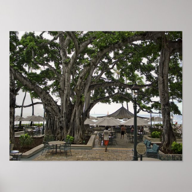Poster Moana Surfrider Banyan Court - praia de Waikiki (Frente)