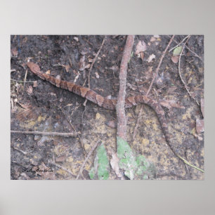 Pôster Mocassim de Cottonmouth do bebê