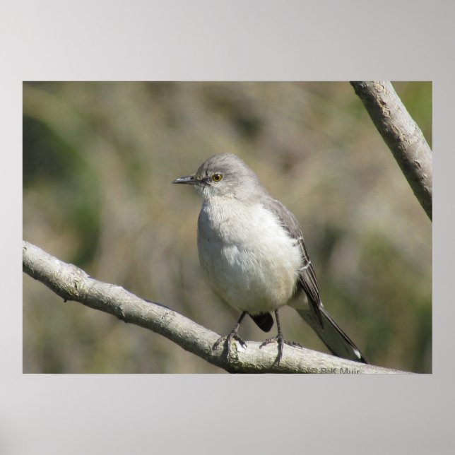 Poster - Mockingbird (Frente)