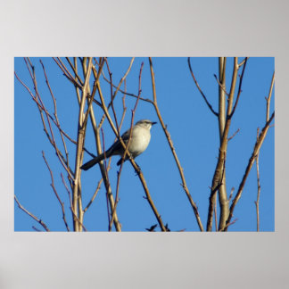 Pôster Mockingbird II