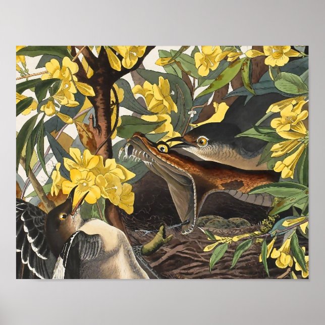 Pôster Mockingbird, John James Audubon (Frente)