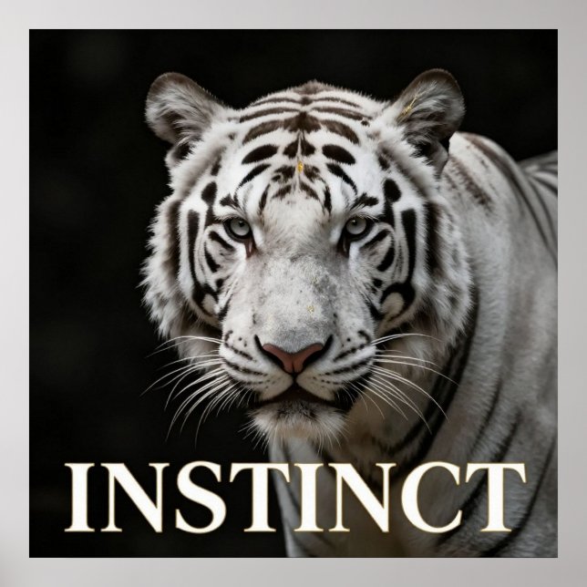 Poster Moda de Luxo do Tigre Branco (Frente)