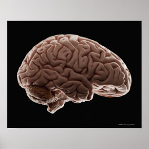 Poster Model of human brain, studio shot