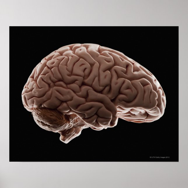 Poster Model of human brain, studio shot (Frente)