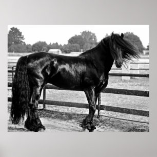 Poster Modelagem de cavalos