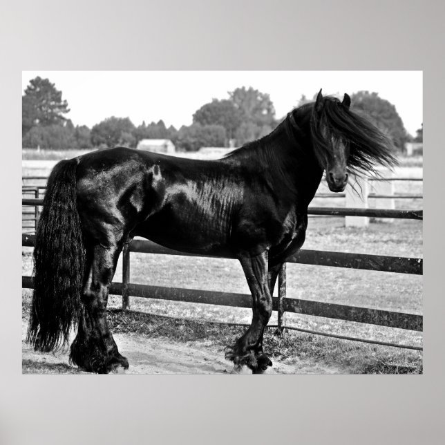 Poster Modelagem de cavalos (Frente)