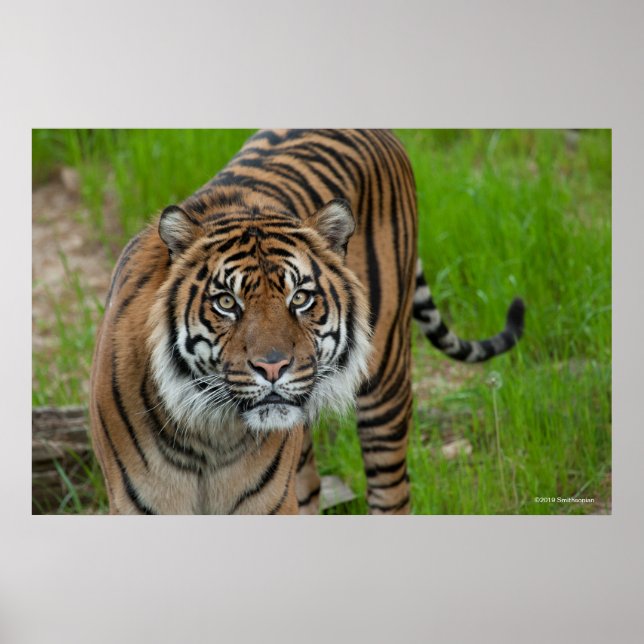 Poster modelo (Frente)