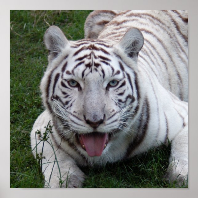 Poster modelo 8,5x8.5 (Frente)