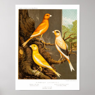Pôster Modelo amarelo Canaries do pássaro da canção do