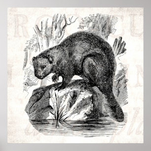 Pôster Modelo da ilustração dos castores dos 1800s do