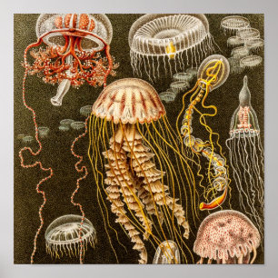 Pôster Modelo das medusas da antiguidade das medusa do