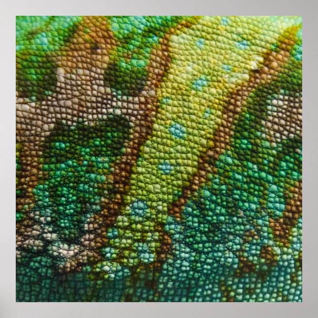 Pôster Modelo de Textura da Pele de Chameleon (Frente)
