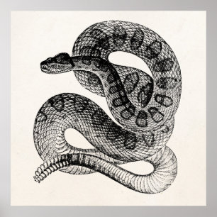 Pôster Modelo do cobra do réptil do cascavel do vintage
