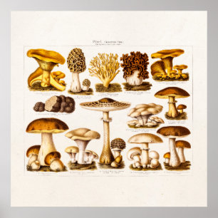 Pôster Modelo dos cogumelos da variedade do cogumelo dos