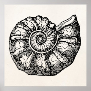 Poster Modelo fóssil de Shell do Seashell da amonite do