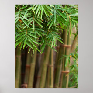 Pôster Modelo personalizado do zen fundo de bambu natural