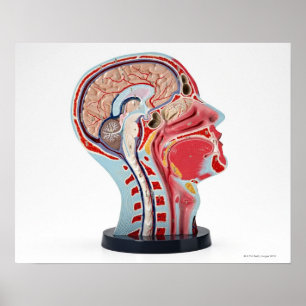 Poster Modelo principal da seção