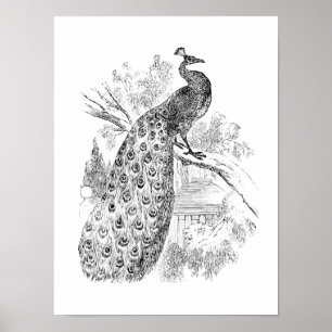 Poster Modelo retro da ilustração do pavão dos 1800s d