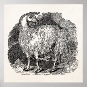 Pôster Modelo retro dos lamas da alpaca do lama dos 1800s
