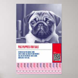 Poster Modelos de folhetos de venda de filhotes de Pug