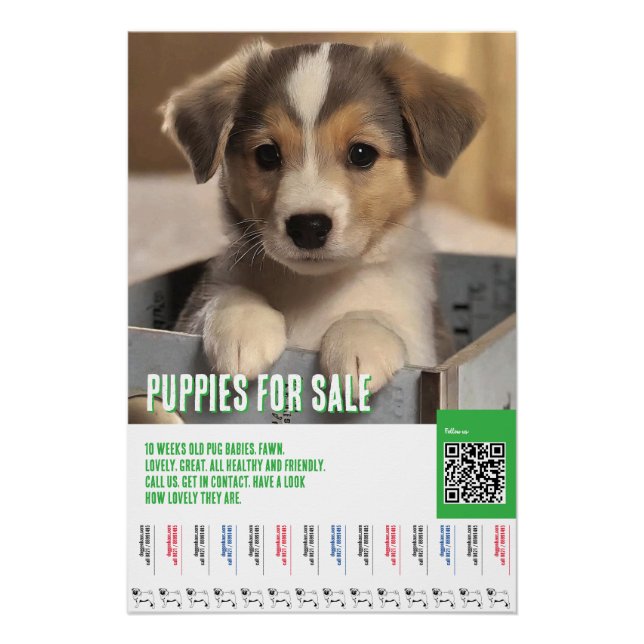 Pôster Modelos de folhetos para venda de cachorros (Frente)