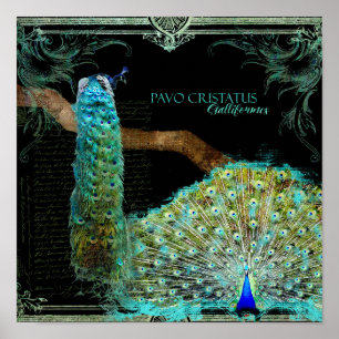 Poster Modern Vintage Peacock Elegante Wall Art