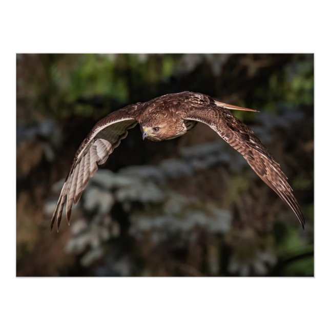 Pôster Modo de ataque Falcão de cauda vermelha (Frente)