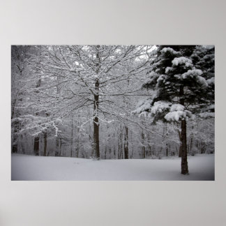 Pôster Modo de Exibição de Woods